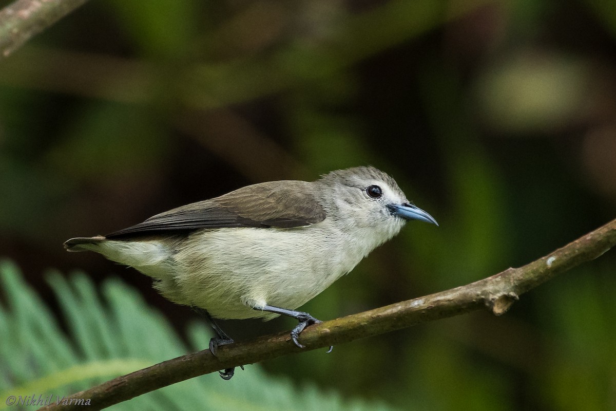 Nilgiri Flowerpecker - Nikhil Varma