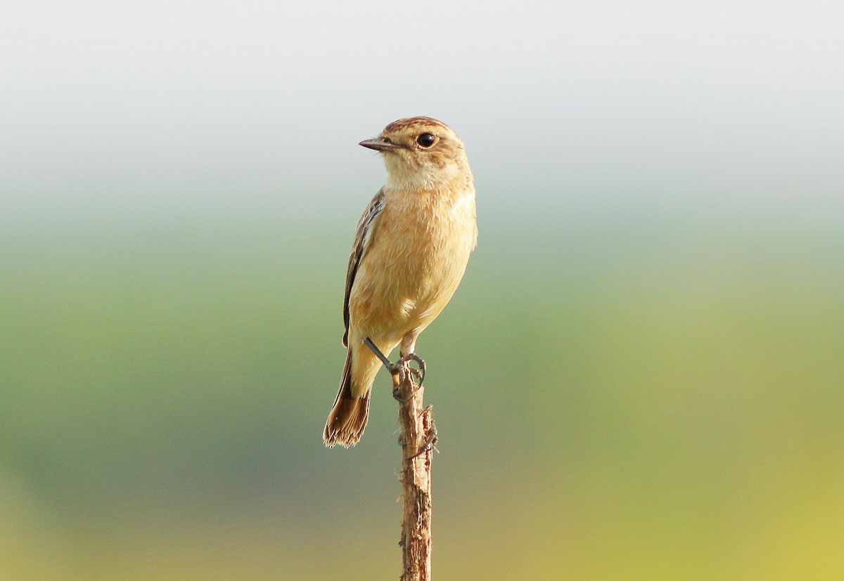 Amur Stonechat - ML74827271