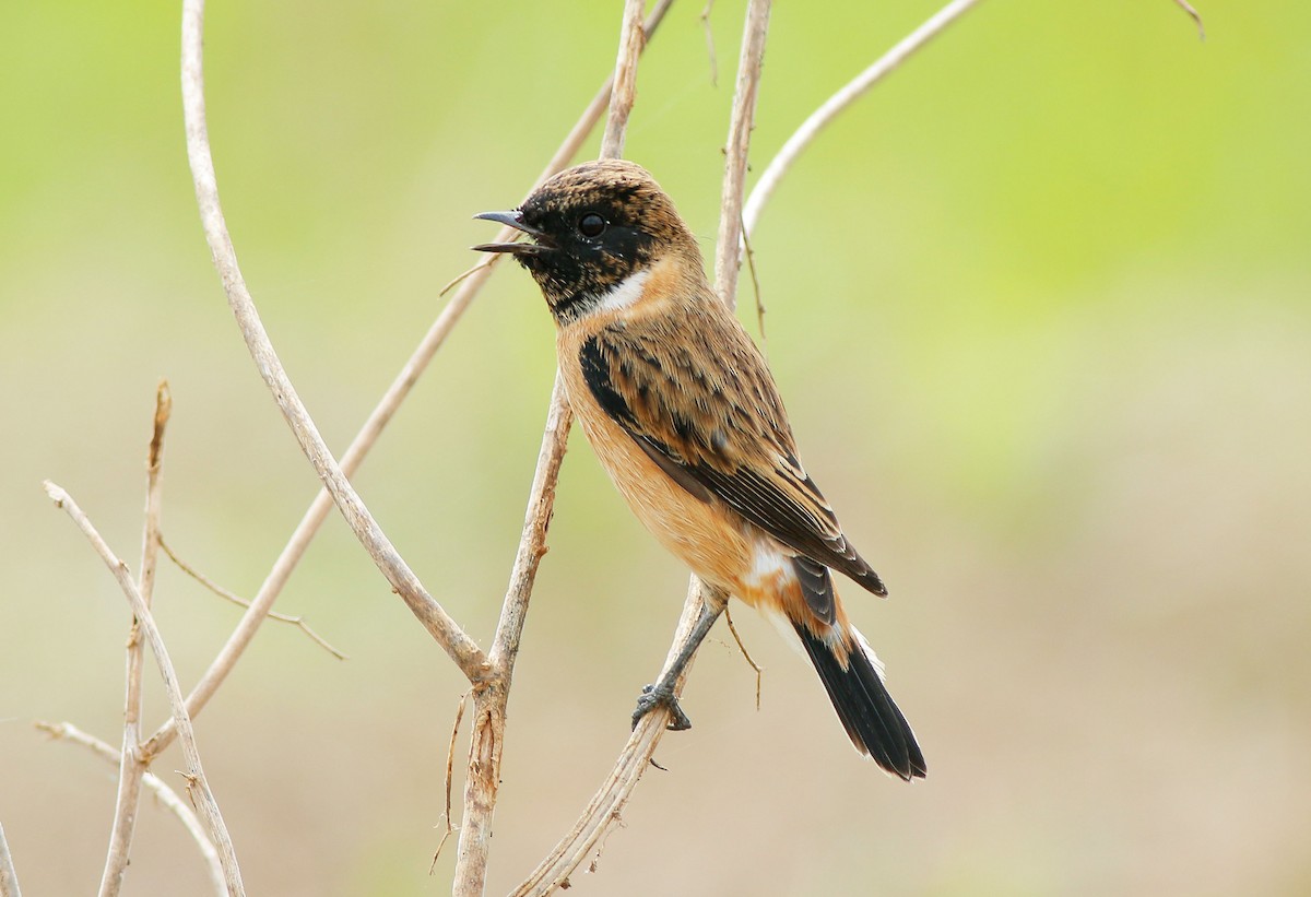 Amur Stonechat - Neoh Hor Kee