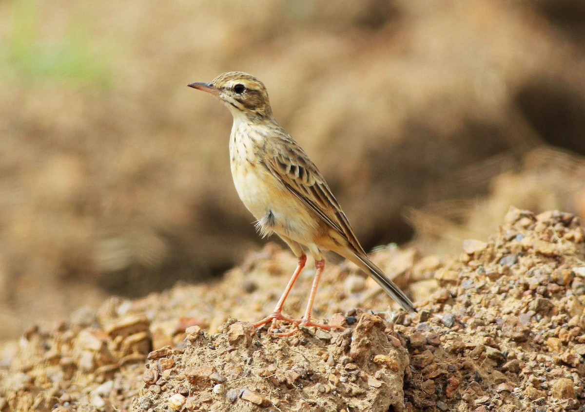 Paddyfield Pipit - ML74827361