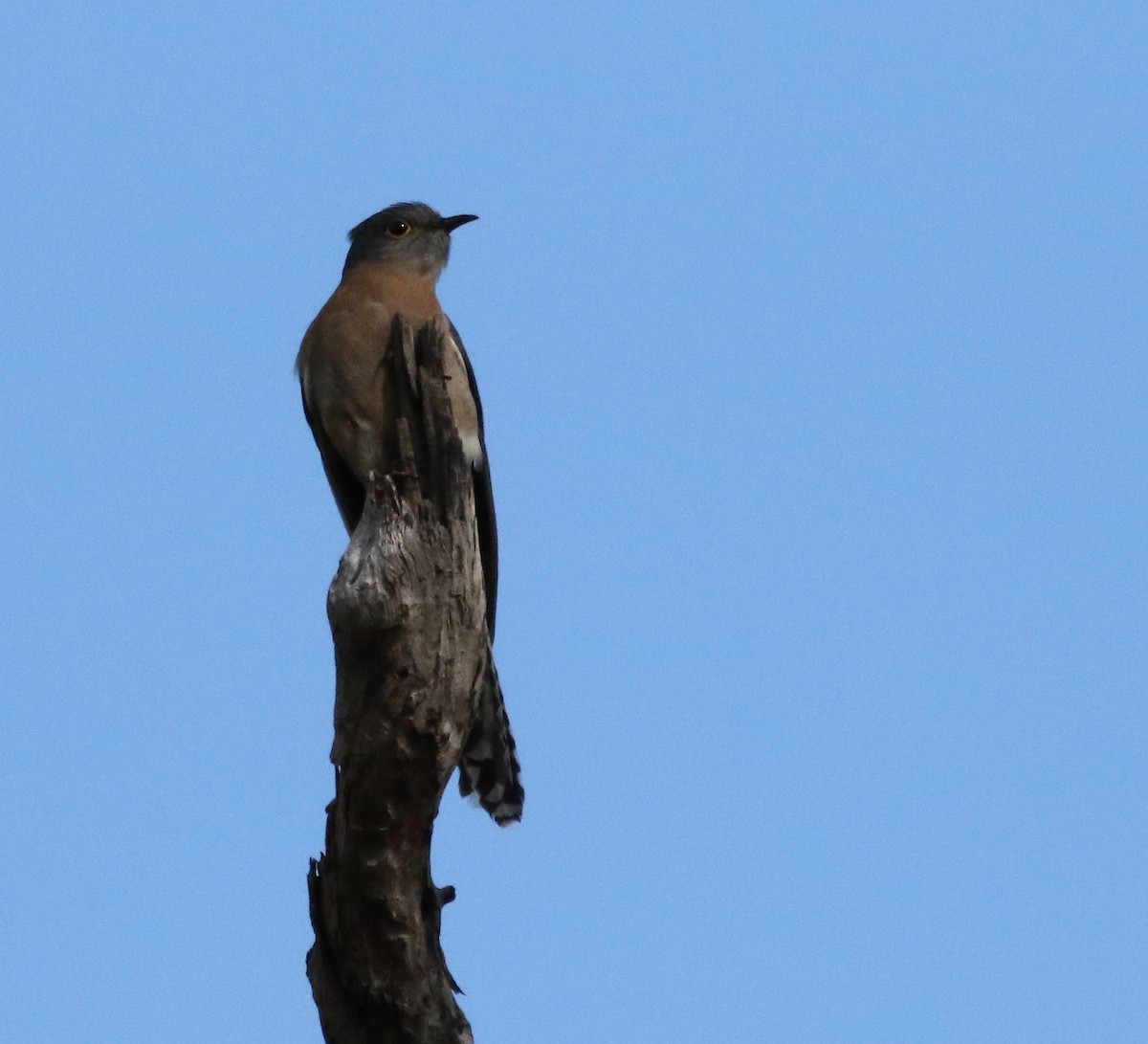 Fan-tailed Cuckoo - ML74827991