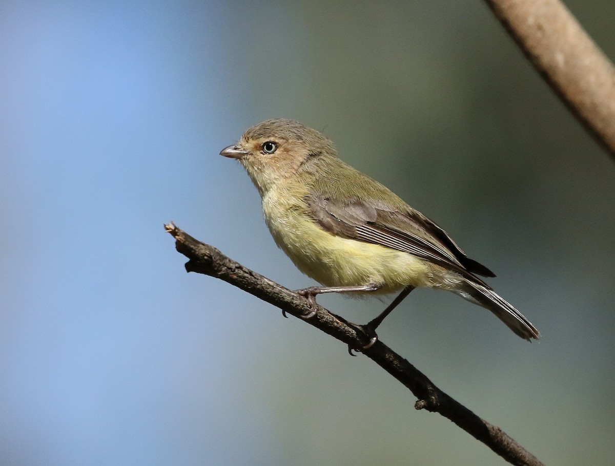 Weebill - ML74828191