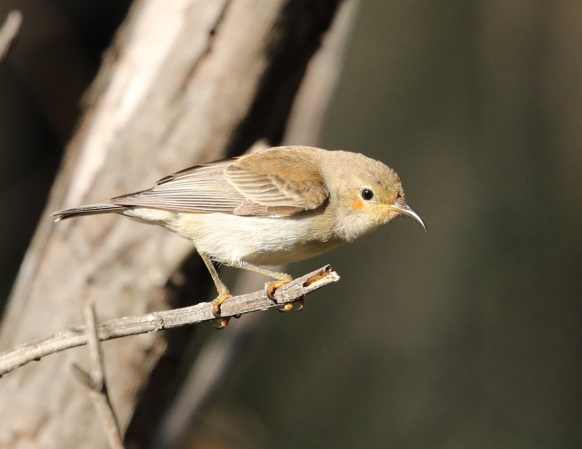 Mielero Escarlata - ML74828291