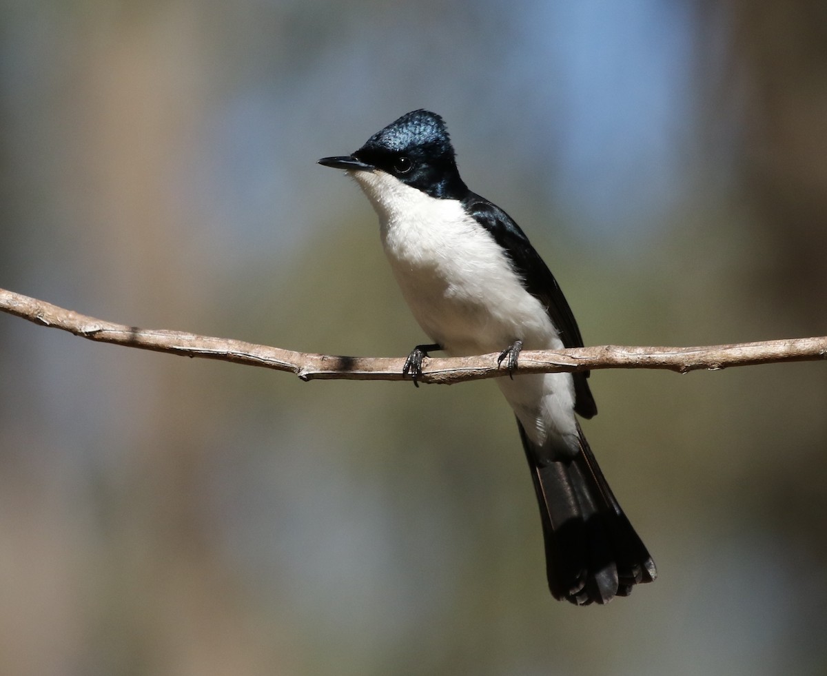 Restless Flycatcher - David Ongley