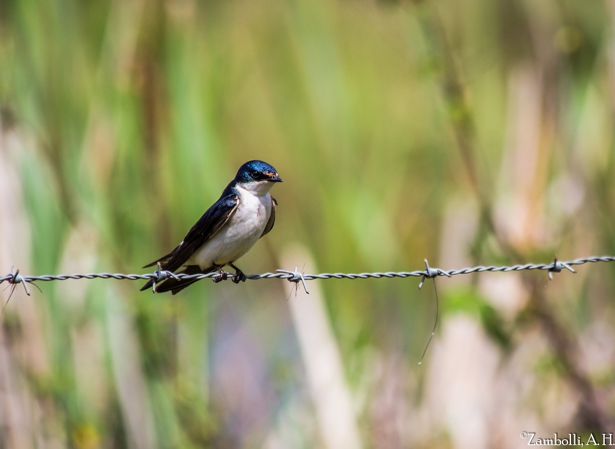 White-rumped Swallow - André  Zambolli