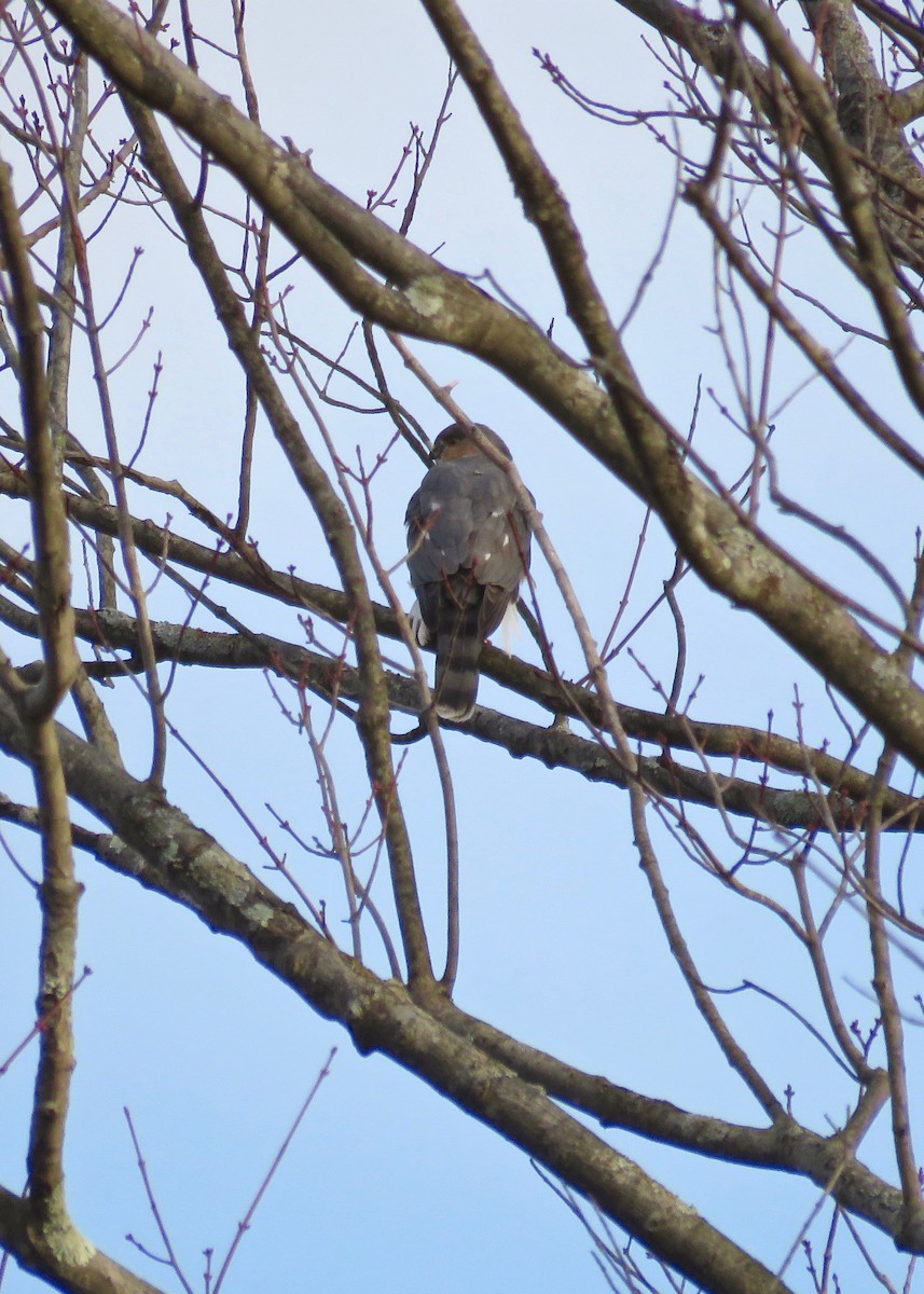 Sharp-shinned Hawk - ML74828871