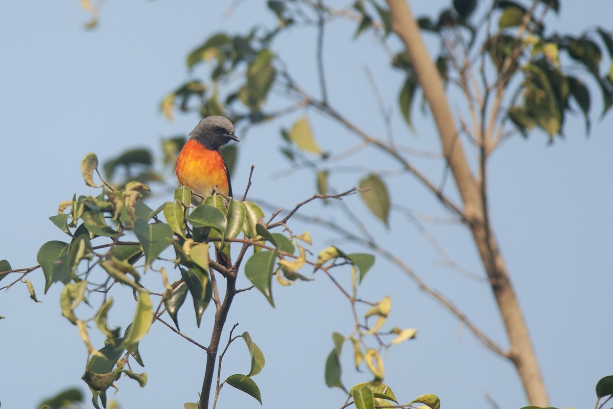 Small Minivet - ML74828901