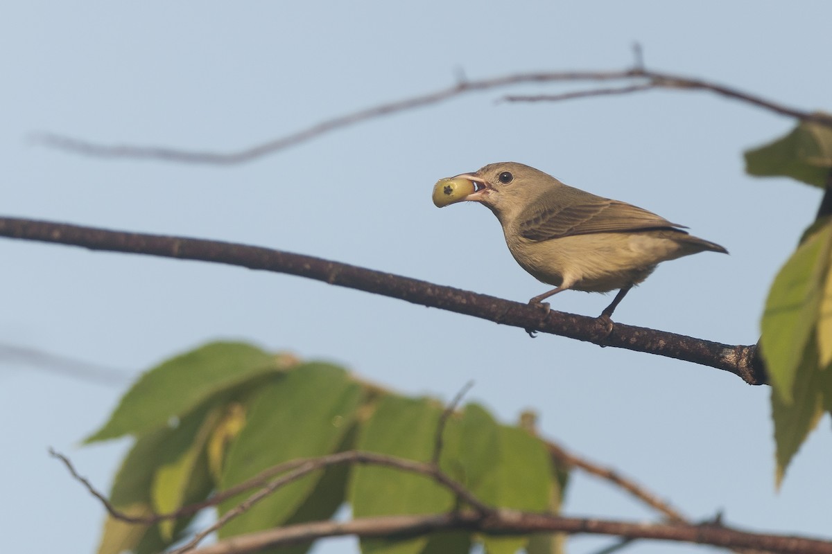 Pale-billed Flowerpecker - ML74828951