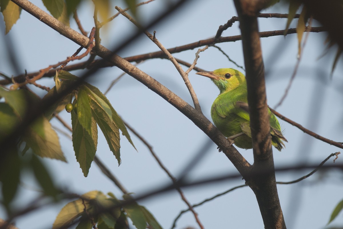 Jerdon's Leafbird - ML74828981