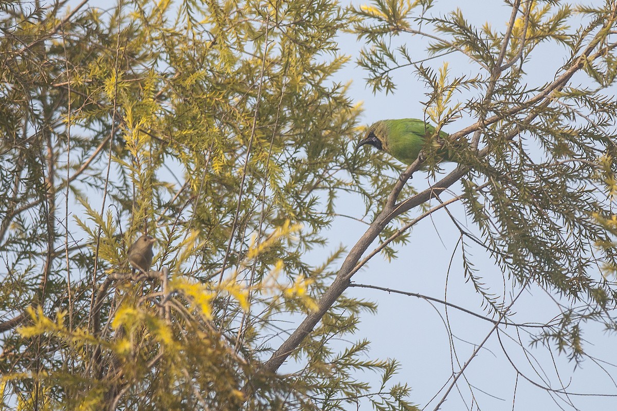 Jerdon's Leafbird - ML74828991