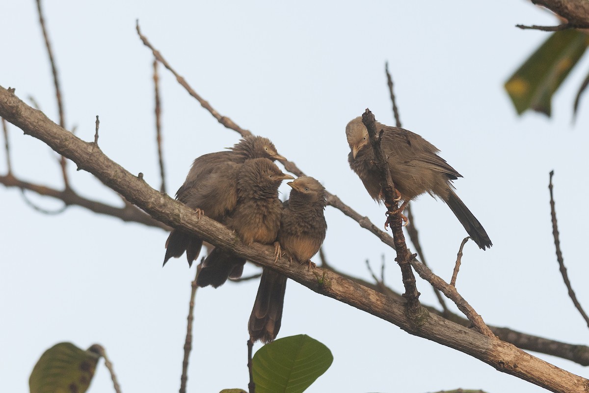 Yellow-billed Babbler - ML74829011