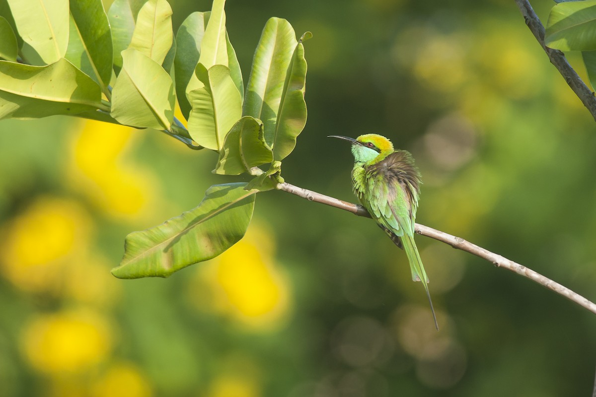 Asian Green Bee-eater - ML74829071