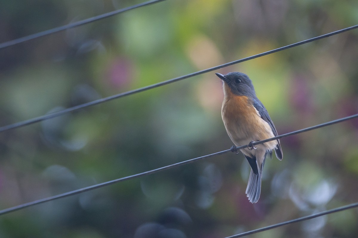 Tickell's Blue Flycatcher - ML74829111