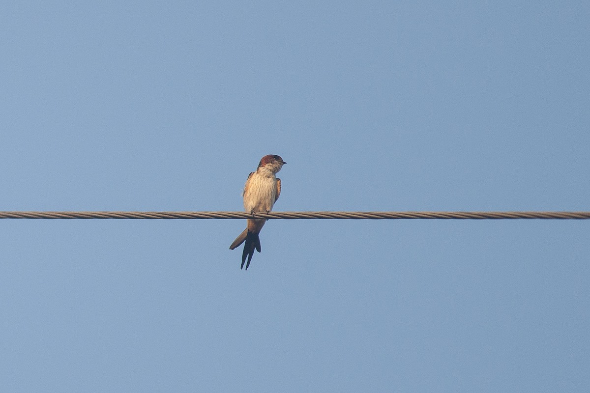 Red-rumped Swallow - ML74829121