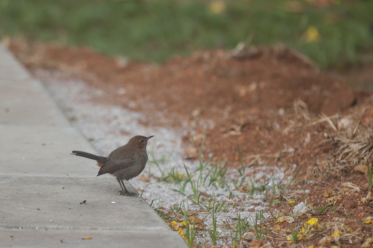 Indian Robin - ML74829161