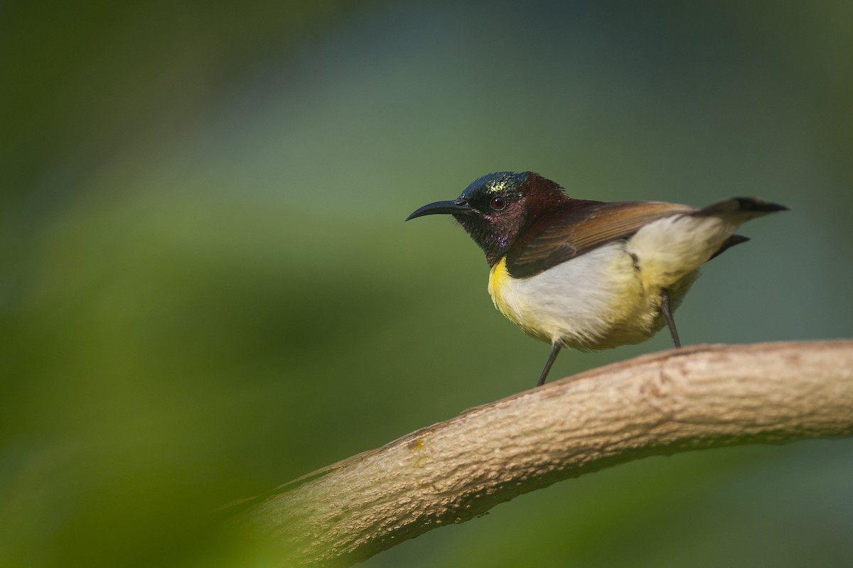 Purple-rumped Sunbird - Etienne Artigau🦩