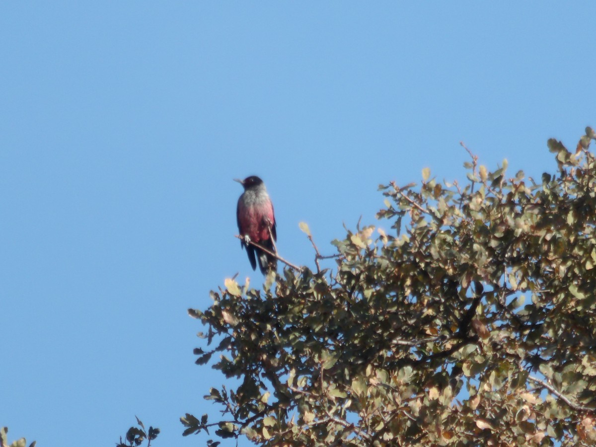 Lewis's Woodpecker - ML74830071