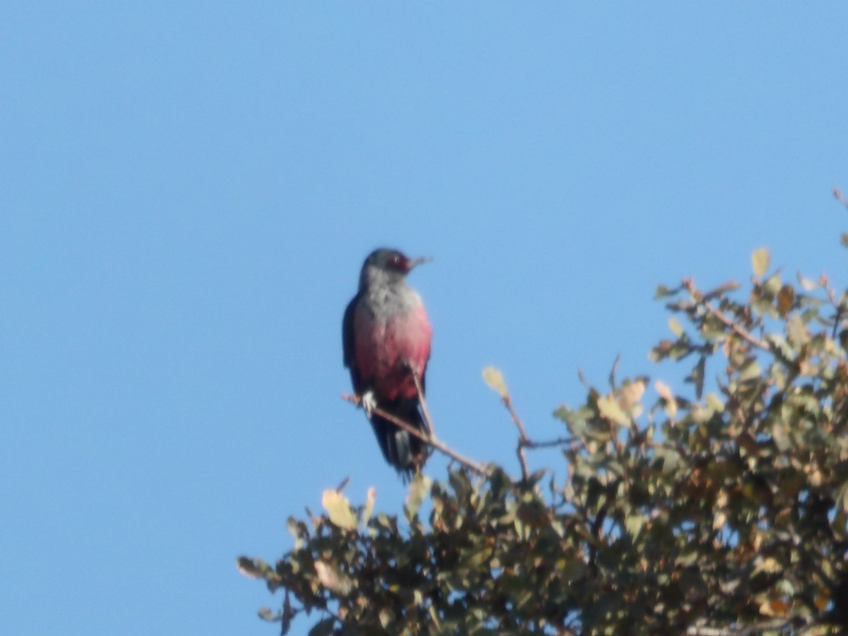 Lewis's Woodpecker - Cheryl D Johnson