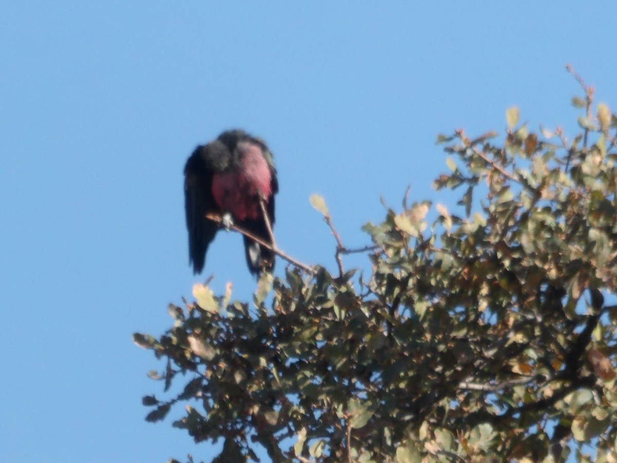 Lewis's Woodpecker - ML74830191