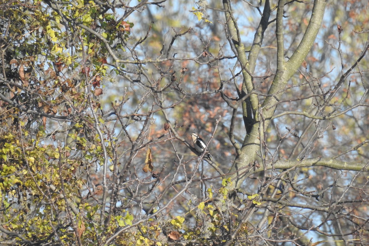 Great Spotted Woodpecker - ML74833031