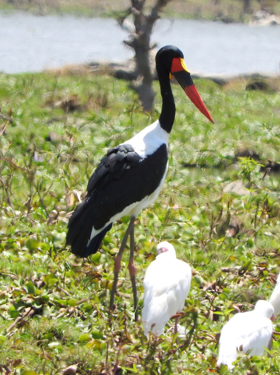 Saddle-billed Stork - ML74833651