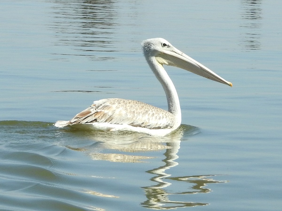 Pélican gris - ML74834161