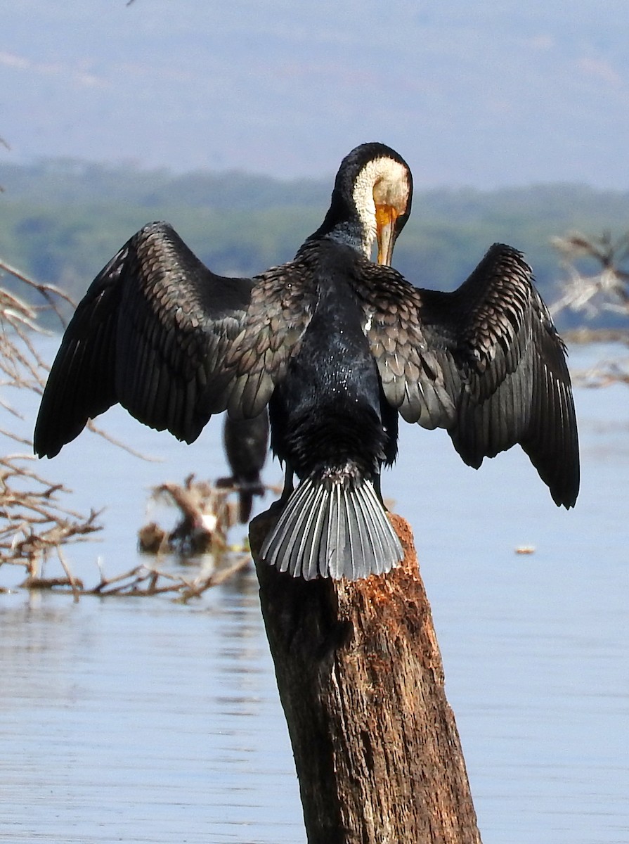 Great Cormorant - Todd A. Watkins