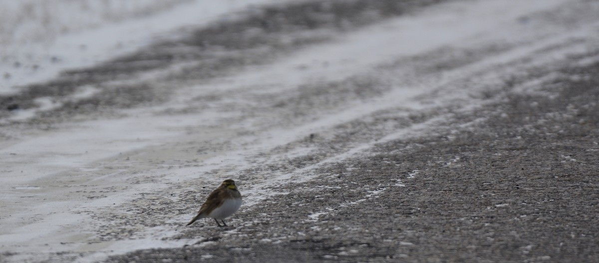 Horned Lark - ML74834501