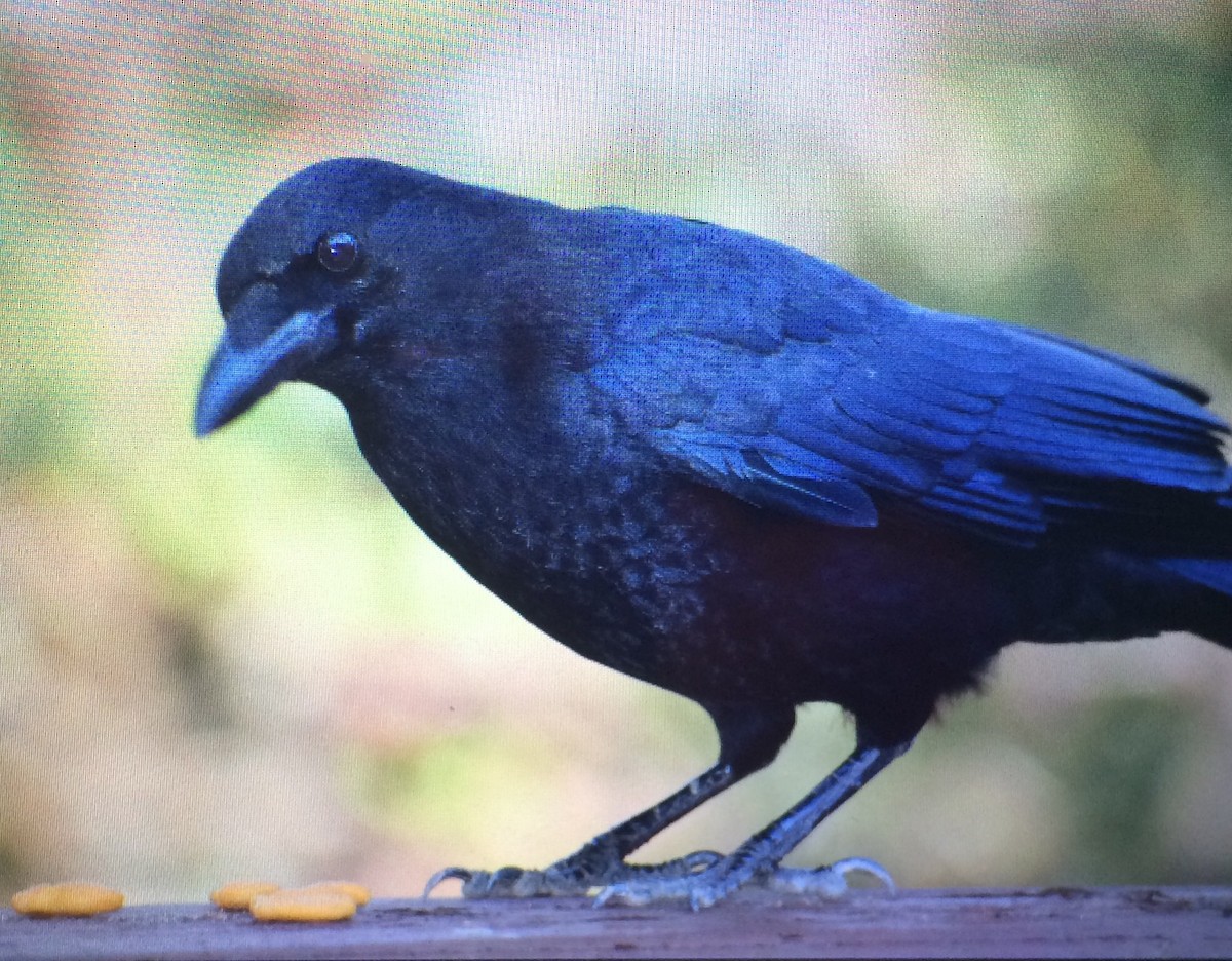 American Crow - Rhonda Olshine