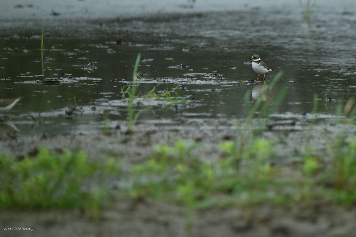 Common Ringed Plover - 季恩 謝