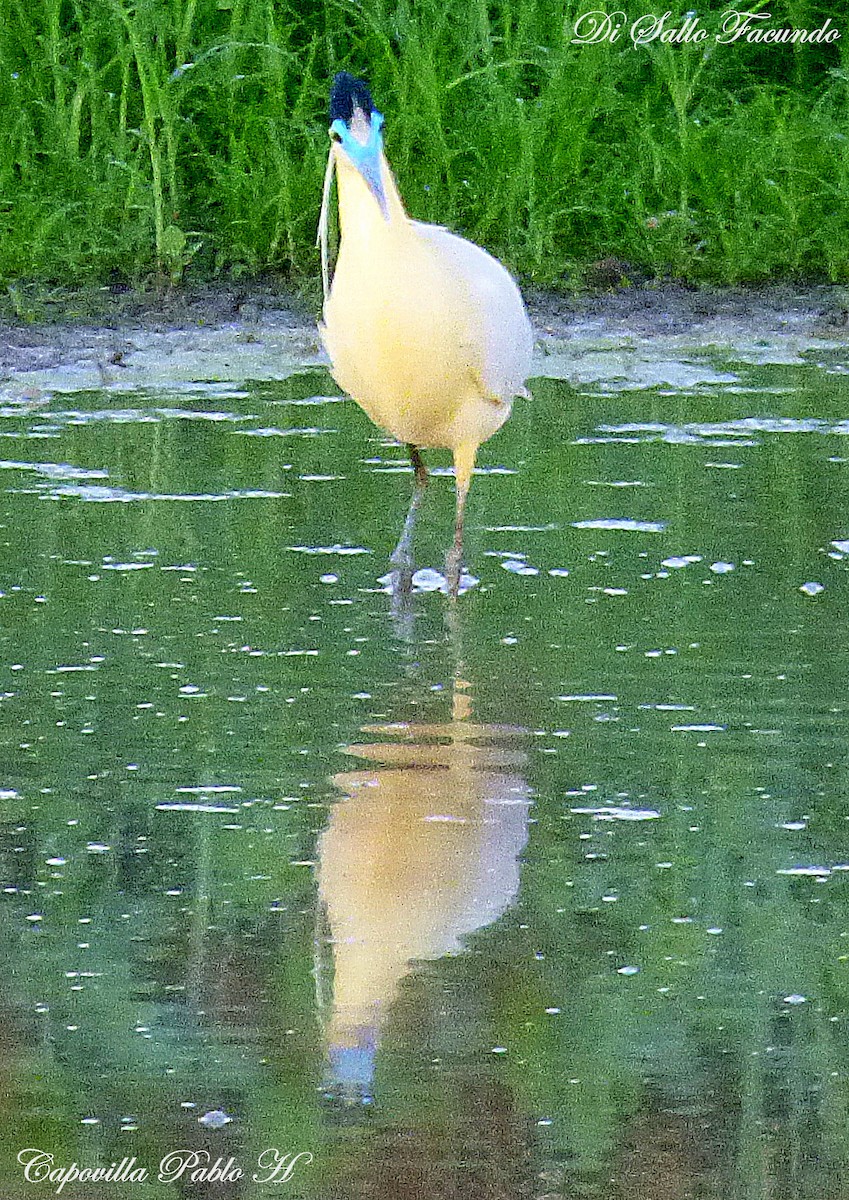 Garza Capirotada - ML74837311