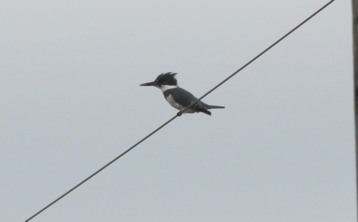 Martin-pêcheur d'Amérique - ML74838921