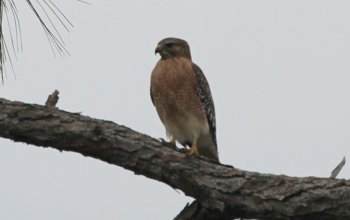 Red-shouldered Hawk - ML74838931