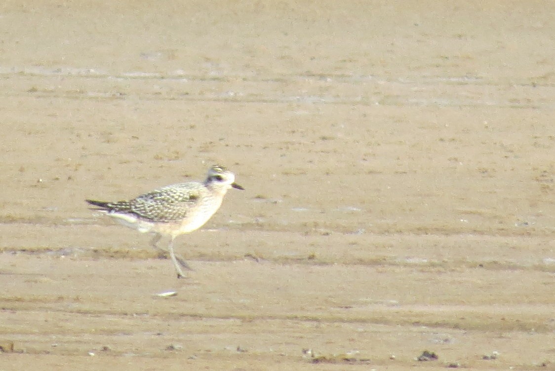 American Golden-Plover - Richard Kaskan