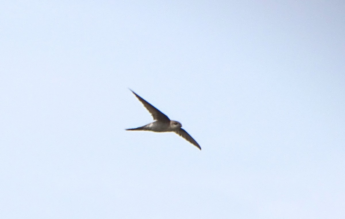 Asian Palm Swift - ML74841261