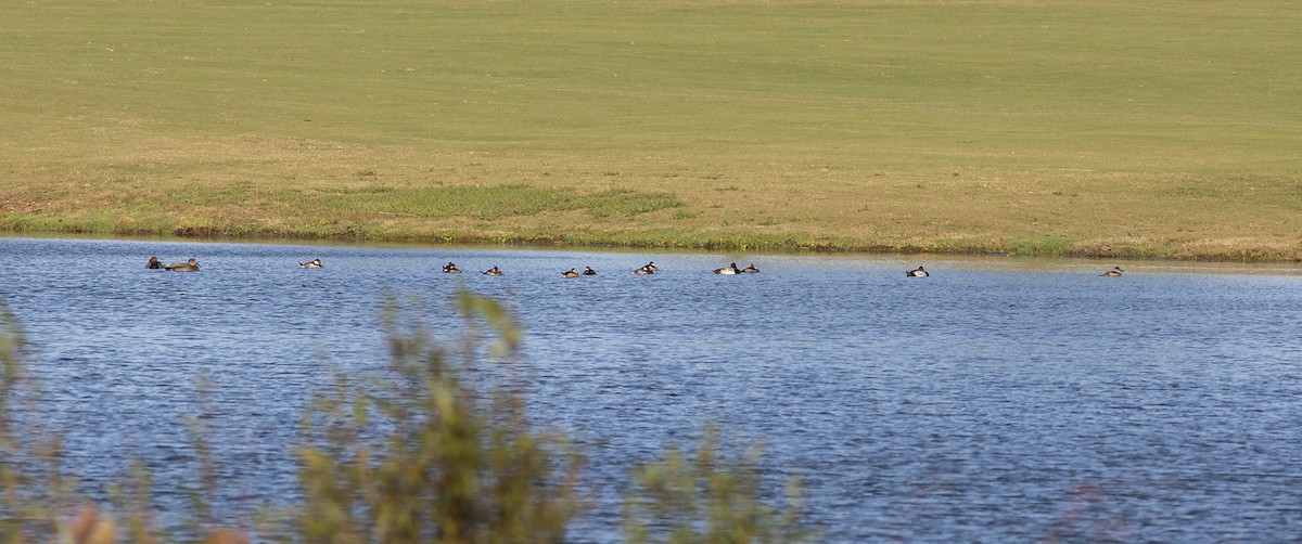 Ruddy Duck - ML74841731