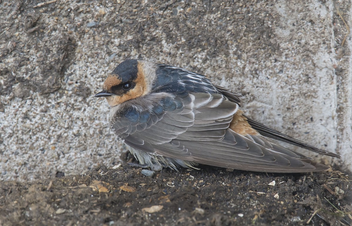 Cave Swallow - ML74841951