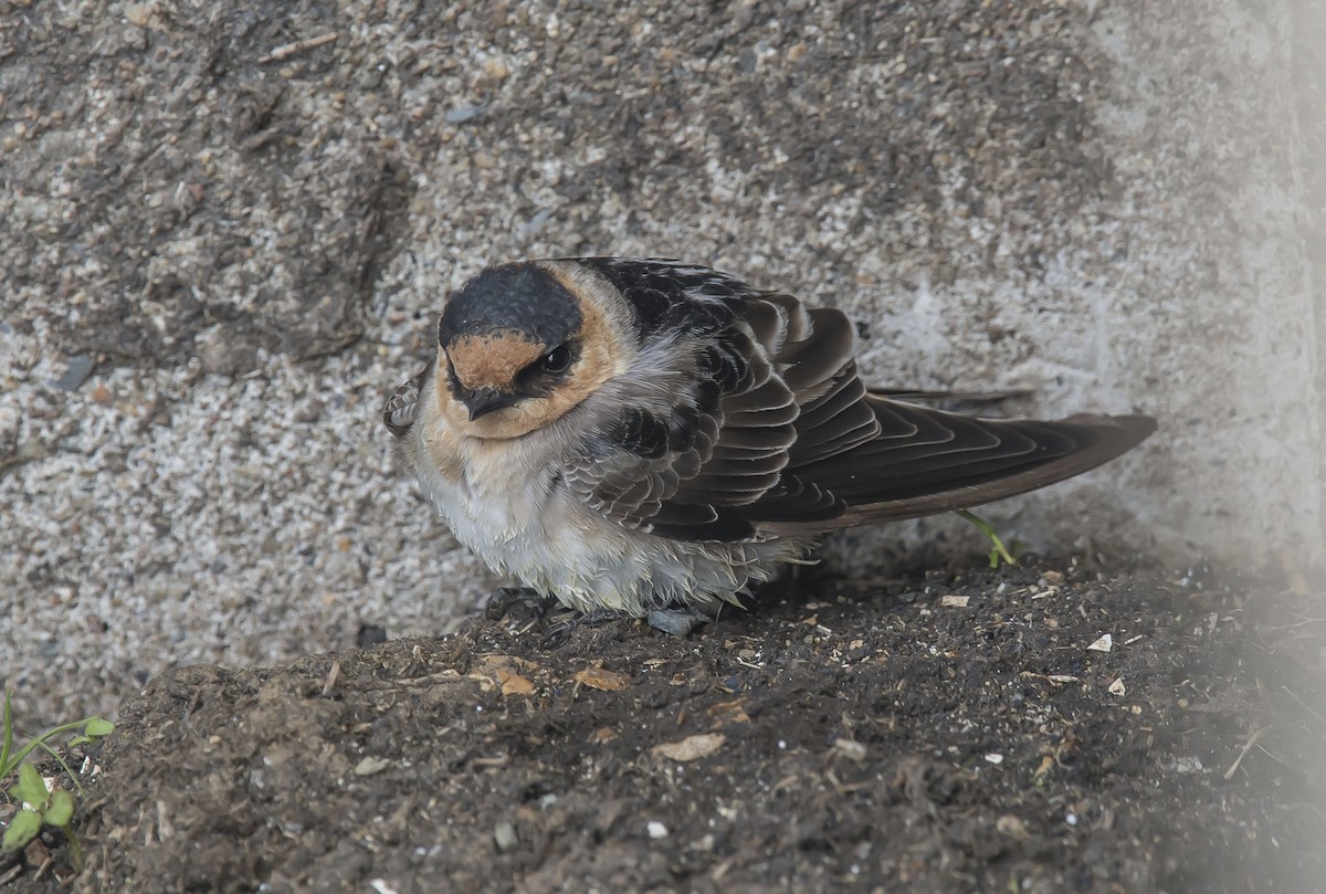 Cave Swallow - ML74841981