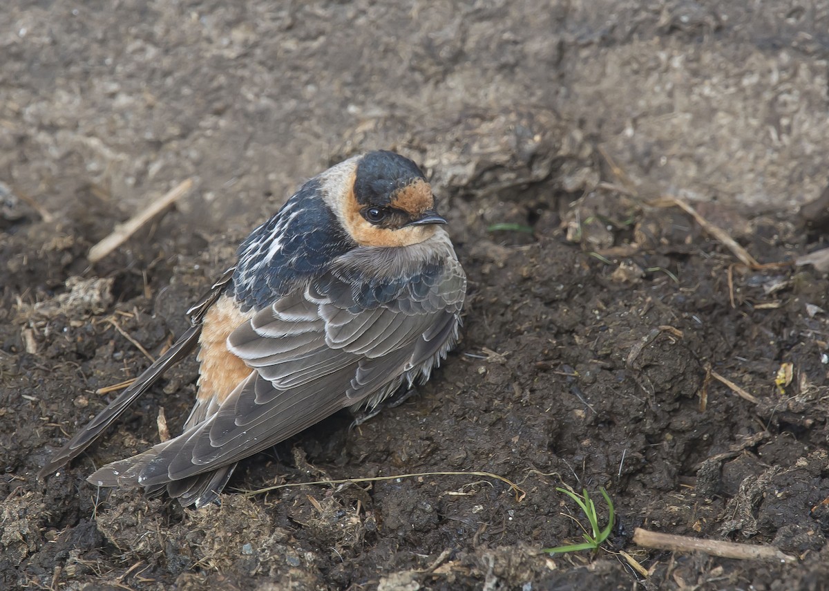 Cave Swallow - ML74841991