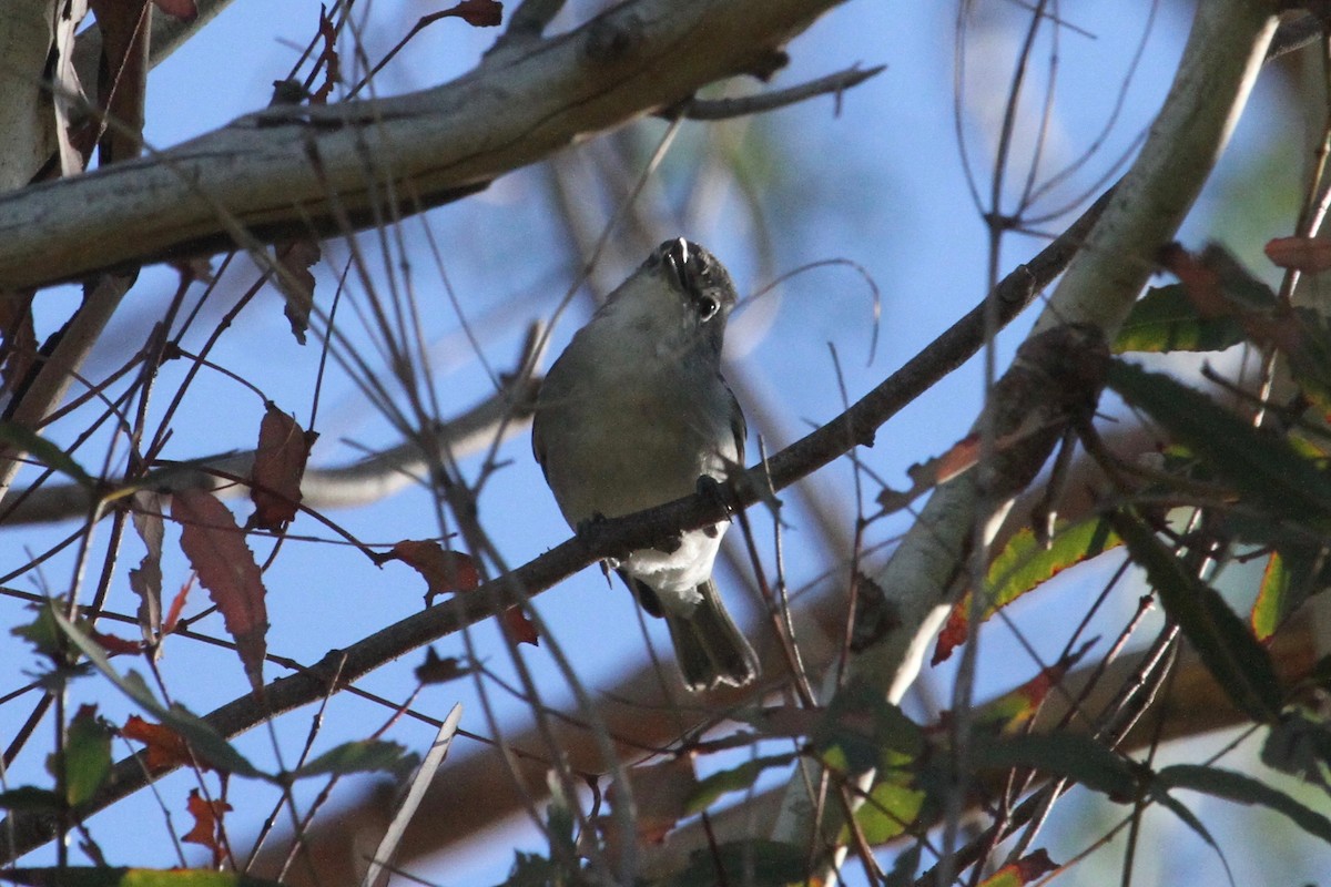 Plumbeous Vireo - Daniel Tinoco