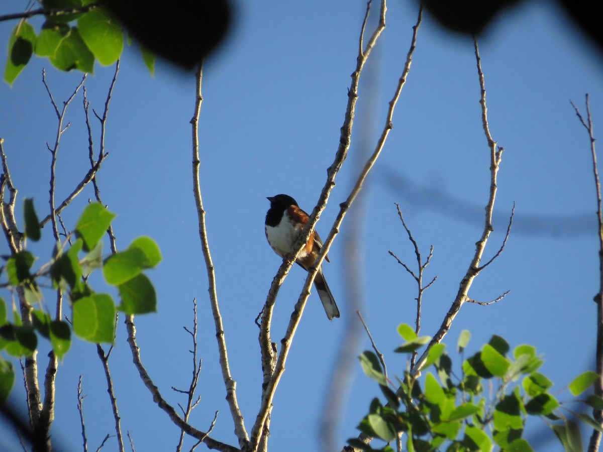 Spotted x Eastern Towhee (hybrid) - ML74842471