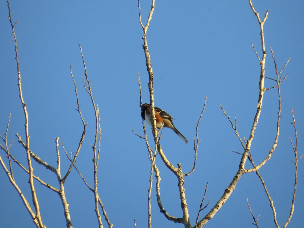 Spotted x Eastern Towhee (hybrid) - ML74842481