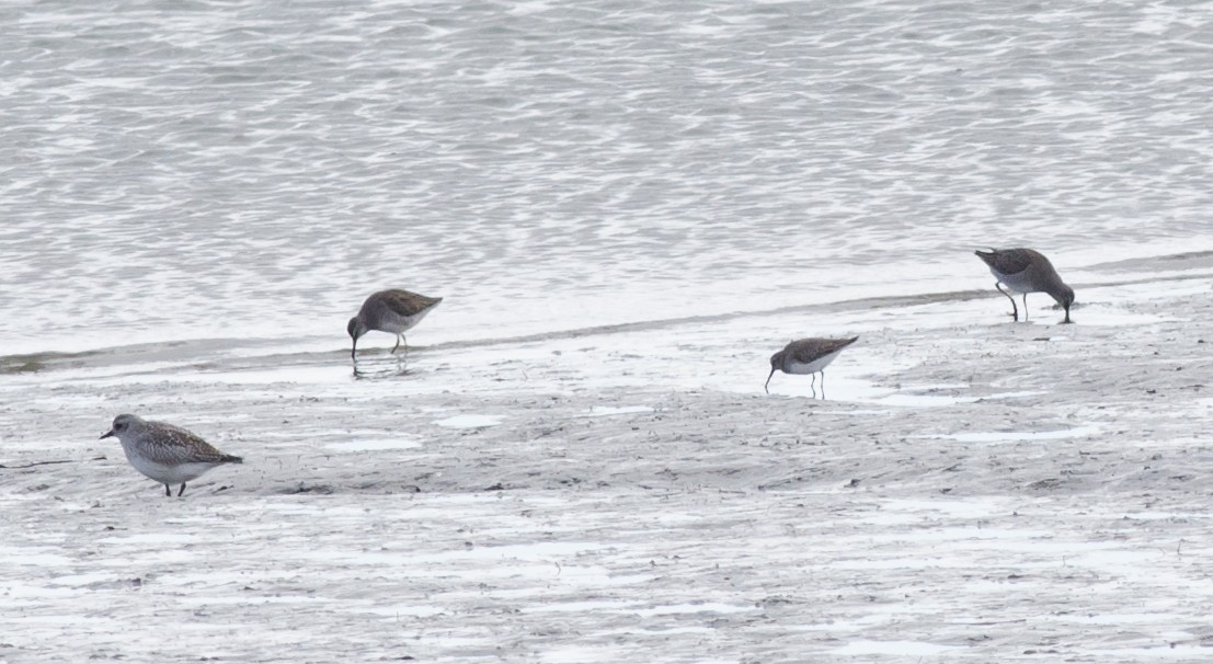 Long-billed Dowitcher - ML74843641