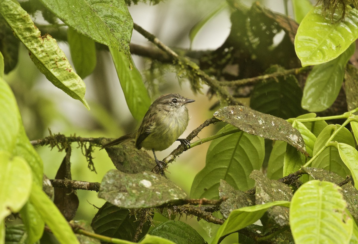 Greenish Elaenia - ML74843711