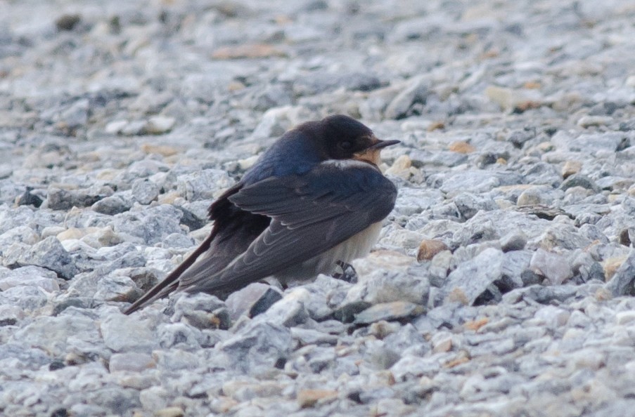 Barn Swallow - ML74843801