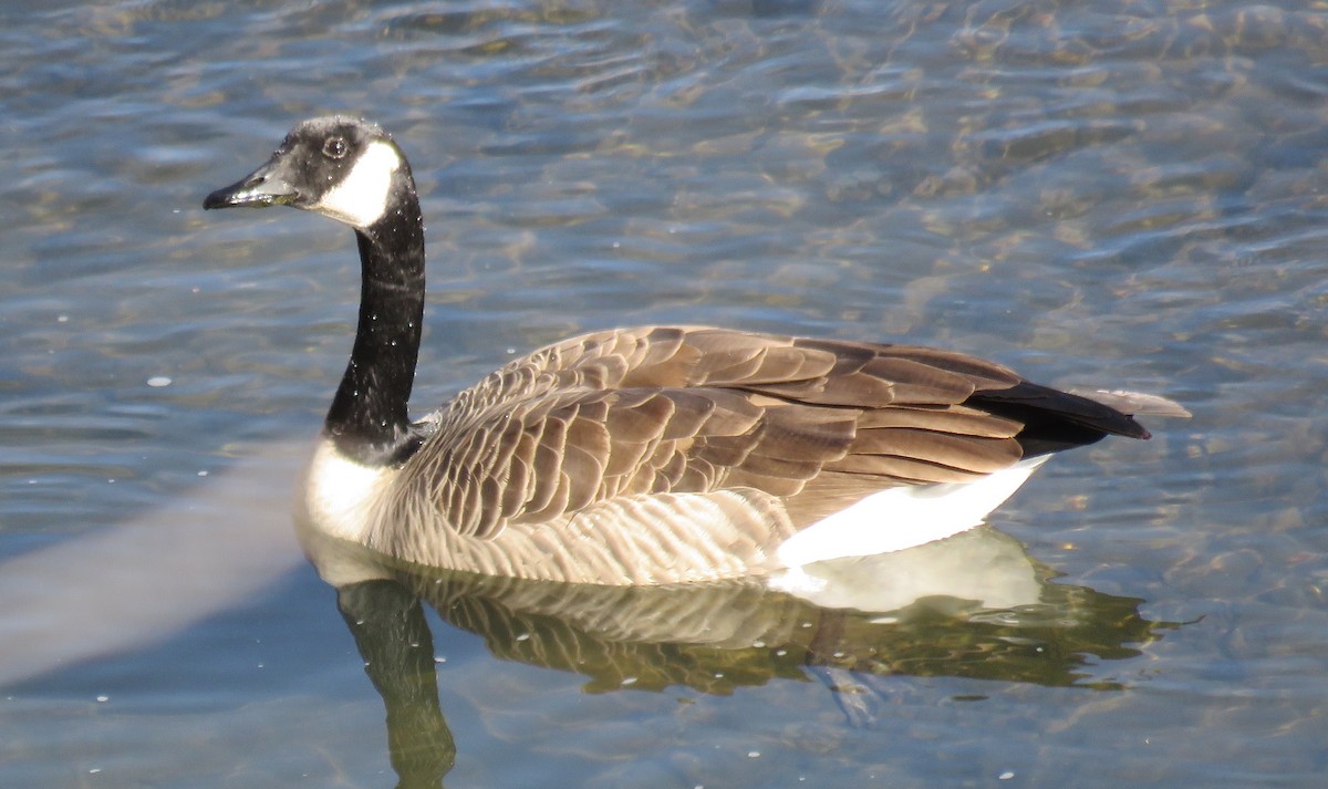 Canada Goose - ML74844101