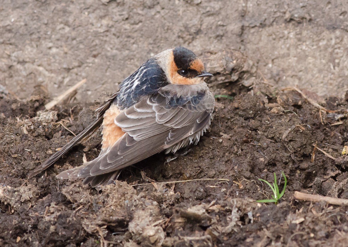 Cave Swallow (Texas) - ML74844251