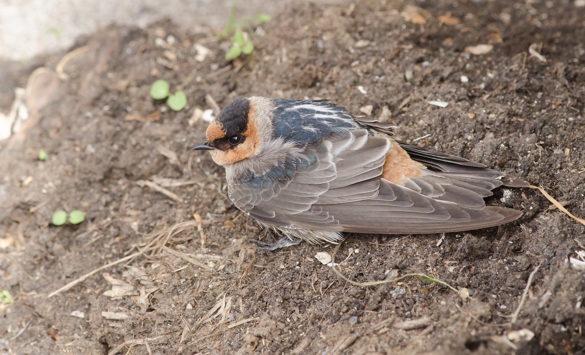 Cave Swallow (Texas) - ML74844521
