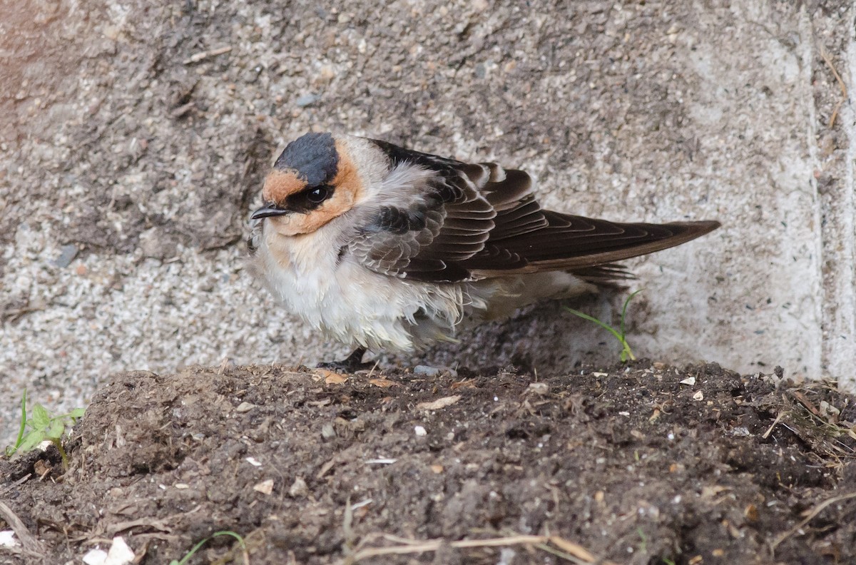 Cave Swallow (Texas) - ML74844791