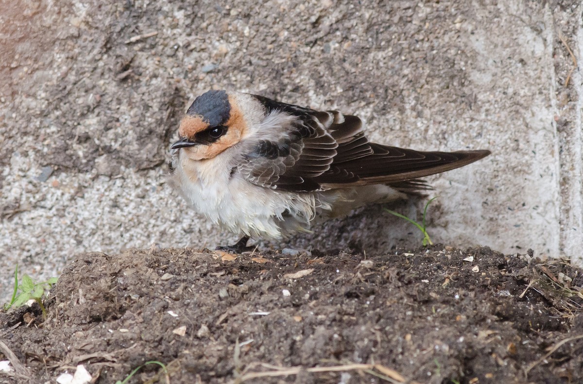 Hirondelle à front brun (pallida) - ML74844791